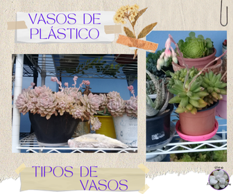 blofrissondesuculentasvasodeplastico Qual o vaso certo para Plantar Suculentas?