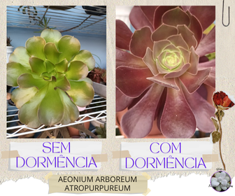 blogfrissondesuculentasaeoniumarboreumsemecomdormencia Porque Plantas Suculentas Entram em Dormência?