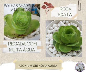 blogfrissondesuculentasaeoniumgrenoviaaurea Porquê as Plantas Suculentas Morrem?