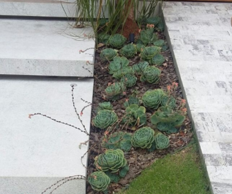 blogfrissondesuculentaschaoecheveriaglauca Como preparar o solo para plantar suculentas?