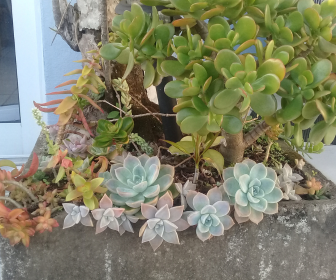 blogfrissondesuculentasemcanteiro Como preparar o solo para plantar suculentas?
