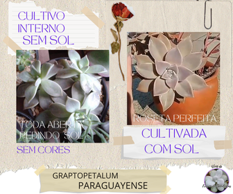 blogfrissondesuculentasgraptoveriaparaguayense Porquê as Plantas Suculentas Morrem?