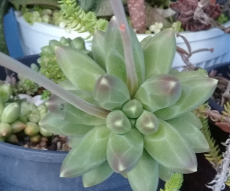 uma suculenta com folhas marcadas que parecem lapidadas como diamante. Pachyphytum compactum.