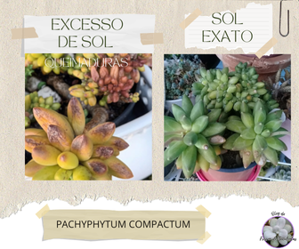 blogfrissondesuculentaspachyphytumcompactumq Porquê as Plantas Suculentas Morrem?