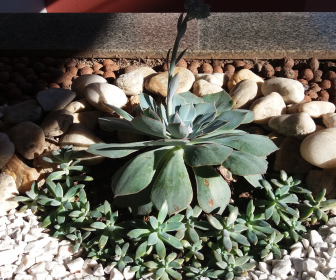 blogfrissondesuculentasplantadaemcanteiro Como preparar o solo para plantar suculentas?