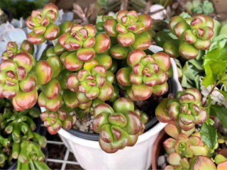 Vaso com suculenta em formatos de bolinhas brilhantes do verde ao vermelho. Sedum Lucidum obesum