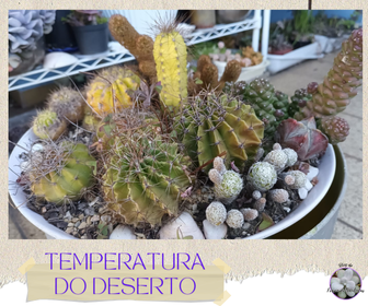 vaso com cactos plantados com a descrição que temperatura as suculentas aguentam no deserto