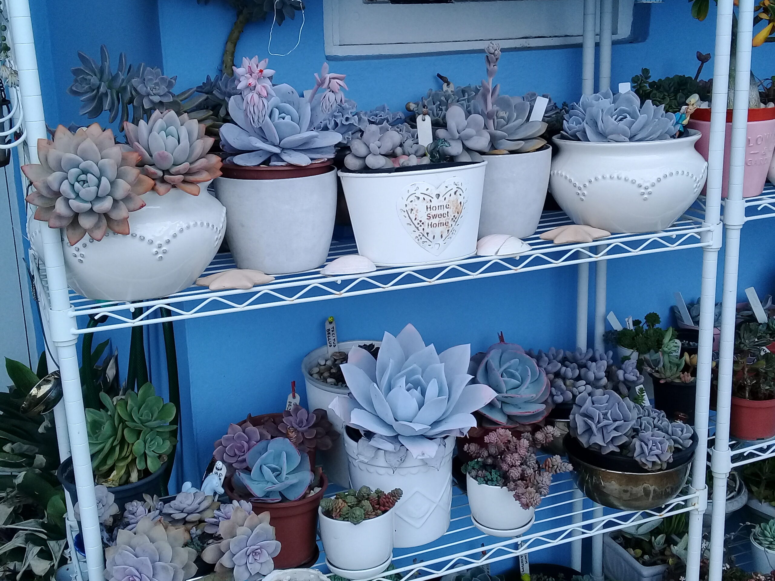 vários tipos de vasos com suculentas plantadas, vasos de: plástico, cerâmica, lata e cimento