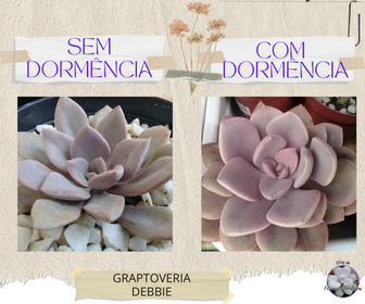 blogrissondesuculentasgraptoveriasemecomdormencia Porque Plantas Suculentas Entram em Dormência?