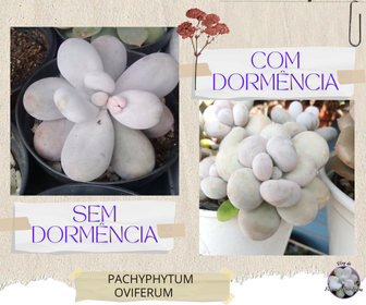 blogrissondesuculentaspachyphytumoviferumsemecomdormencia Porque Plantas Suculentas Entram em Dormência?