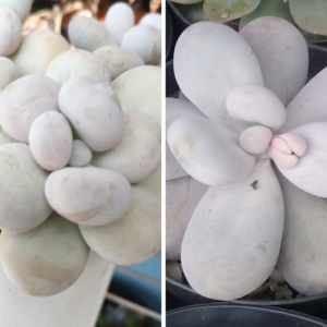 Na foto mostra 2 pachyphytum oviferum um gordinho de pegar sol, o outro mais espichado por estar mais a sombra