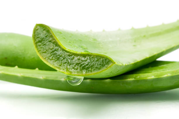 aloeverasuculentassaovenenosasbfs Suculentas São Venenosas? Descubra os Cuidados e Quais São