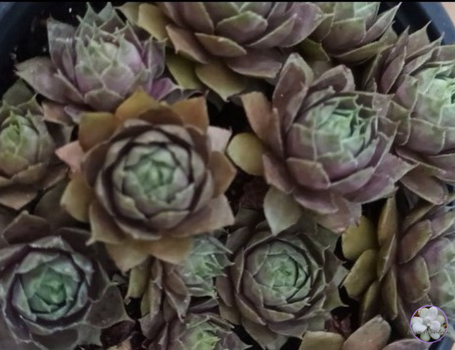 beneficiosdosempervivumnasaude-1 Quais os benefícios do Sempervivum na saúde?