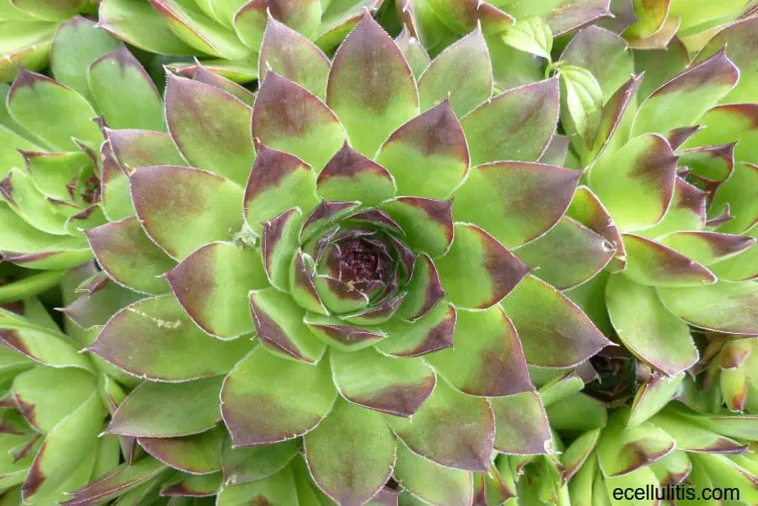 Benefícios do Sempervivum na saúde, exemplo o tectorum.