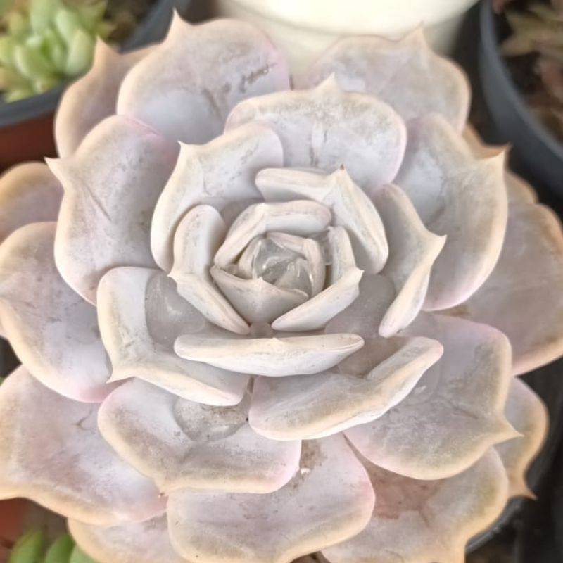 echeveria-depois-da-rega Quando regar as suculentas?