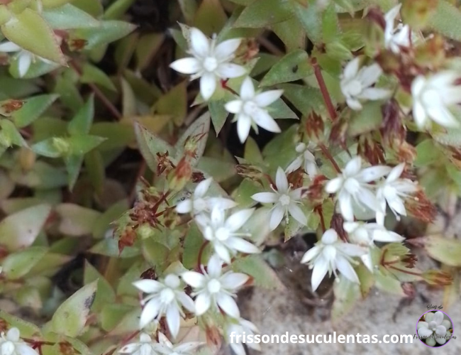  Qual Suculenta Dá Flor? Descubra! 