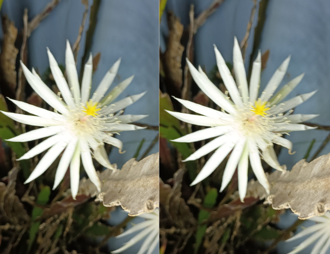 quandoassuculentasflorescemdamadanoite Quando as Suculentas Florescem?