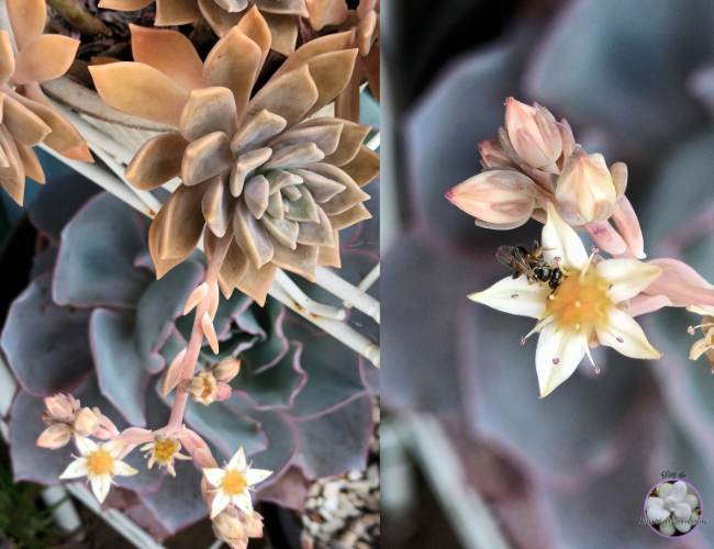 Tipos de suculentas com flores, Graptopetalum Crepúsculo hibrida.