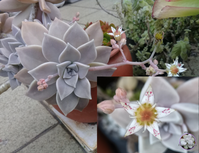 tiposdesuculentascomfloresgraptopetalum Quais Tipos de suculentas Com flores?