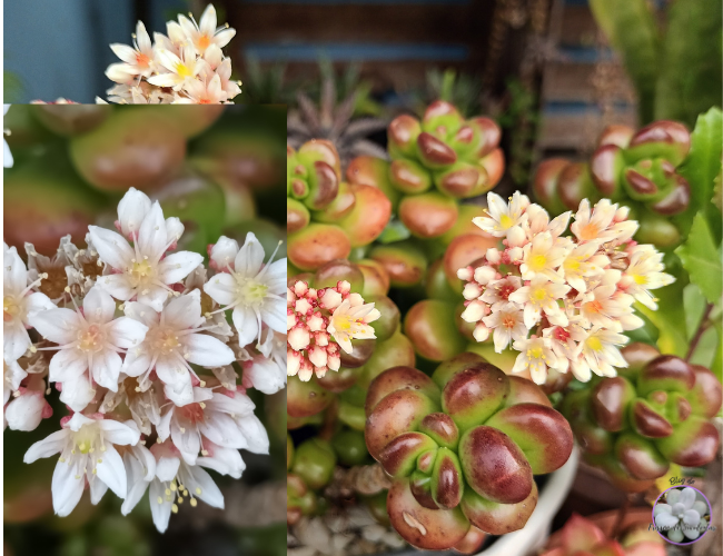 tiposdesuculentascomfloressedum Quais Tipos de suculentas Com flores?