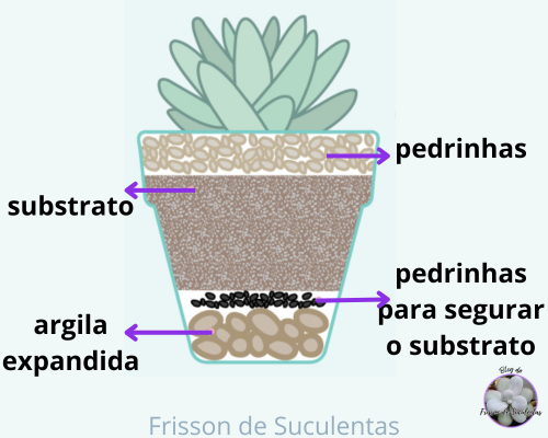 oquefazerparacuidardeplantassusuclentascomoplantar O que fazer para cuidar de plantas suculentas? 