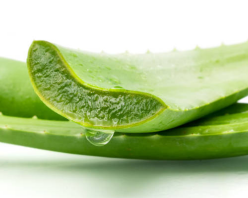 plantassuculentascomestiveisaloevera Plantas suculentas são comestíveis?