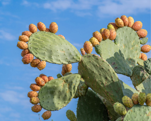 plantassuculentascomestiveisfrutadocalctopalma Plantas suculentas são comestíveis?