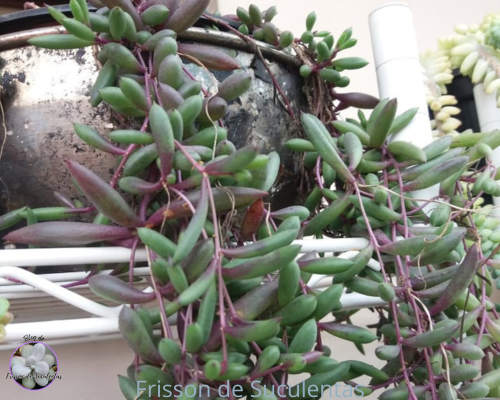 quaissuculentaspendentesothonacapensis Quais Plantas Suculentas Pendentes?