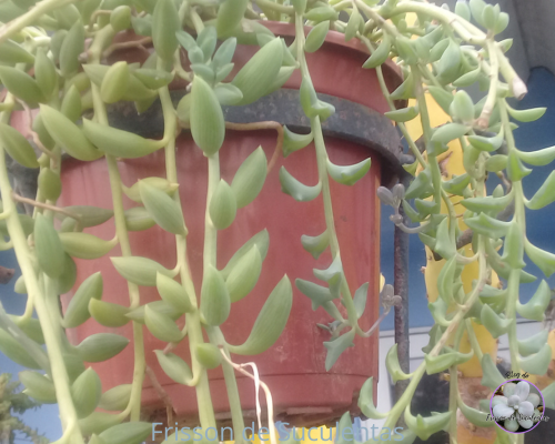 quaissuculentaspendentessenecioradicans Quais Plantas Suculentas Pendentes?