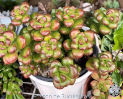 qualsuculentagostadesolsedum Qual suculenta que gosta de sol?