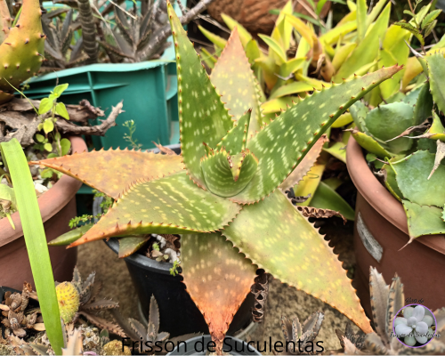 Como identificar uma planta suculenta?