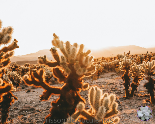 oqueplantasuculentagostaadaptadaaodeserto O que a planta suculenta gosta?