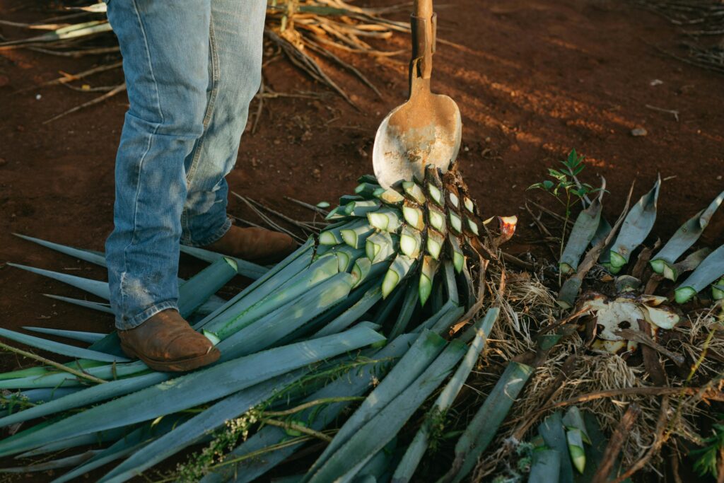 plantassuculentaparaqueservemagaveazulpexels-cristian-rojas-10039947-1024x683 Plantas Suculentas: Para Que Serve?