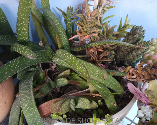 podecultivarsuculentasnasombragasteria Pode cultivar suculentas na sombra?